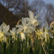 Narcissus 'Thalia'