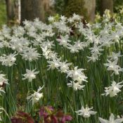 Narcissus 'Thalia'