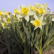 Narcissus 'Topolino'