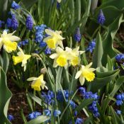 Narcissus 'Topolino'