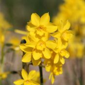 Narcissus jonquilla var. henriquesii