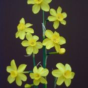 Narcissus jonquilla var. henriquesii