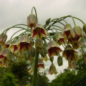 Nectaroscordum siculum subsp. bulgaricum