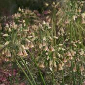 Nectaroscordum siculum subsp. bulgaricum