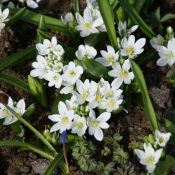 Ornithogalum balansae