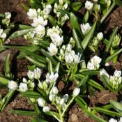 Ornithogalum balansae