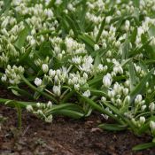 Ornithogalum balansae