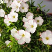 Oxalis versicolor