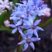 Scilla bifolia