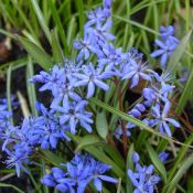 Scilla bifolia