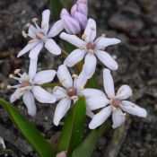 Scilla bifolia 'Rosea'