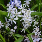 Scilla bifolia 'Rosea'