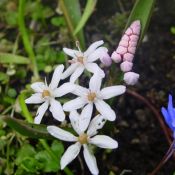 Scilla bifolia 'Rosea'