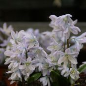 Scilla mischtschenkoana 'Tubergeniana'