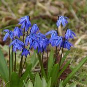 Scilla siberica