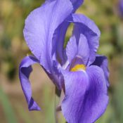 Iris hoogiana