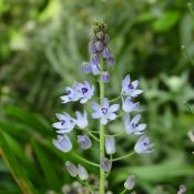 Scilla autumnalis