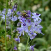 Scilla autumnalis