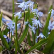 Scilla mesopotamica