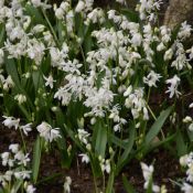 Scilla siberica 'Alba'