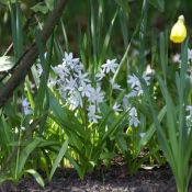 Scilla siberica 'Alba'