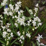 Scilla siberica 'Alba'