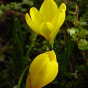 Sternbergia lutea