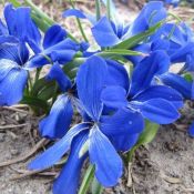 Tecophilaea cyanocrocus