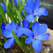 Tecophilaea cyanocrocus