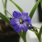 Tecophilaea cyanocrocus 'Violacea'