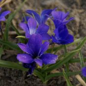 Tecophilaea cyanocrocus 'Violacea'