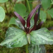 Trillium cuneatum