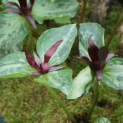 Trillium cuneatum