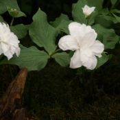 Trillium grandiflorum 'Snowbunting'