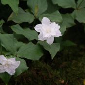 Trillium grandiflorum 'Snowbunting'