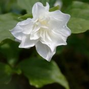 Trillium grandiflorum 'Snowbunting'