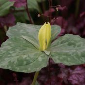 Trillium luteum