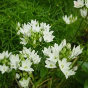 Triteleia hyacinthina