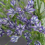 Triteleia 'Rudy'