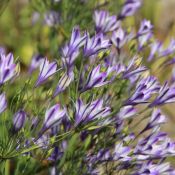 Triteleia 'Rudy'