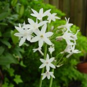 Tulbaghia violacea 'Alba'