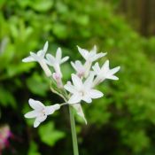 Tulbaghia violacea 'Alba'