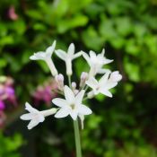 Tulbaghia violacea 'Alba'