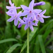 Tulbaghia violacea