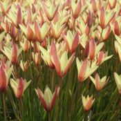 Tulipa clusiana 'Cynthia'