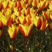 Tulipa clusiana var. chrysantha 'Tubergen's Gem'