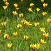 Tulipa clusiana var. chrysantha 'Tubergen's Gem'