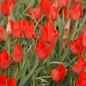 Tulipa linifolia