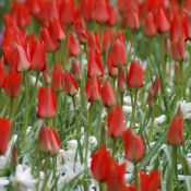 Tulipa linifolia