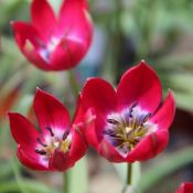 Tulipa Tiny Timo'